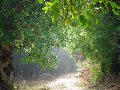 private-forest-creation-and-carbon-sequestration